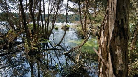 French Island National Park, Attraction, Mornington Peninsula, Victoria ...