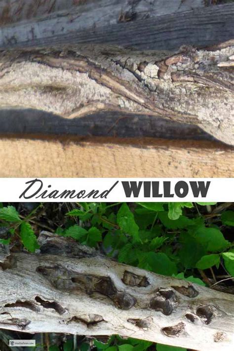 Diamond Willow; unusual growth makes for a unique craft material