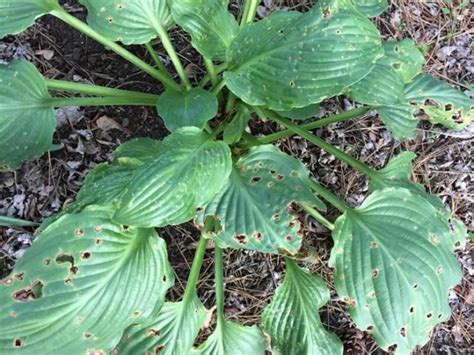 9 Most Common Hosta Diseases With Pictures – World of Garden Plants