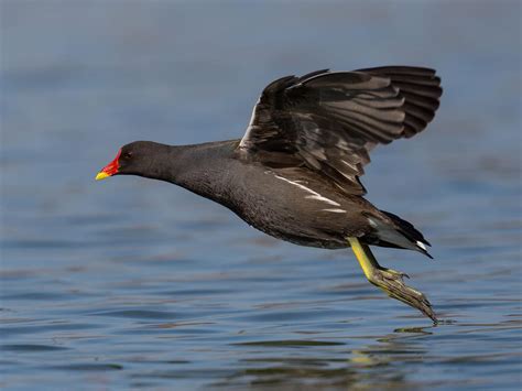 Moorhen or Coot: What Are The Differences? | Birdfact