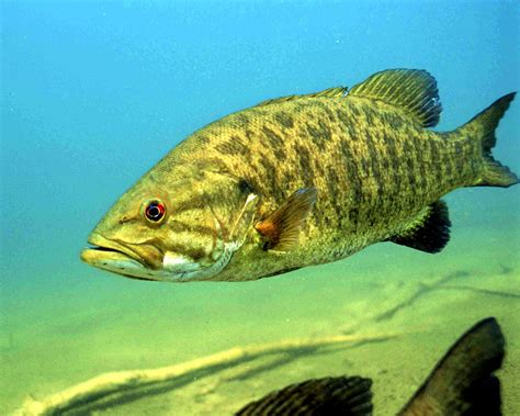 Smallmouth Bass Guide: Habitat, Diet, Life Cycle - FishOnTips