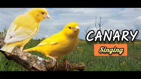 Canary Singing - YouTube