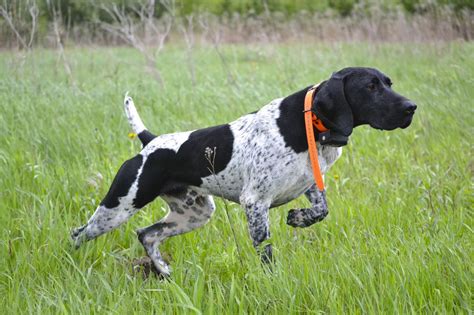 Canadian Pointer – Dog Breed Information and Pictures | Livelife