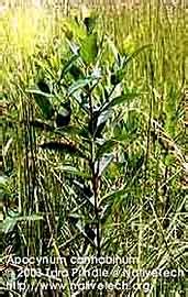 DOGBANE - NativeTech: Indigenous Plants & Native Uses in the Northeast