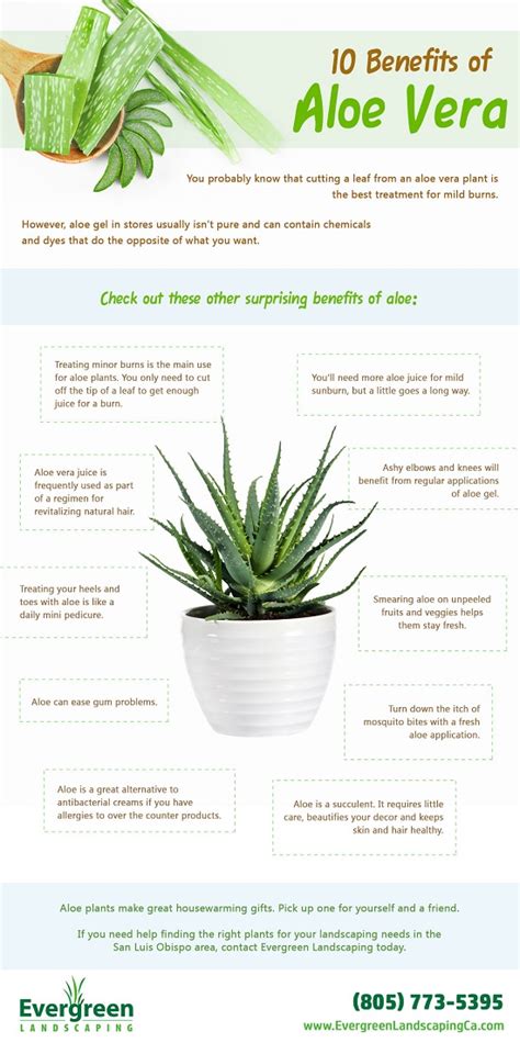 10 Benefits of Aloe Plants [Infographic] - Evergreen Landscaping