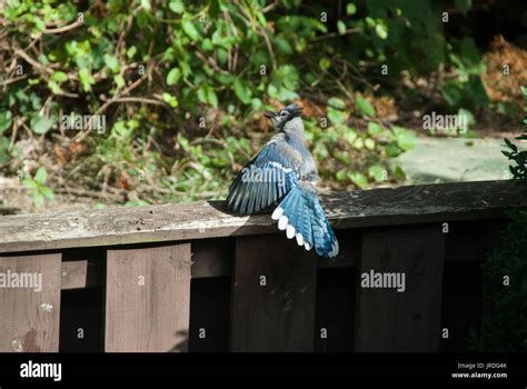 Blue jay displaying feathers Stock Photo - Alamy