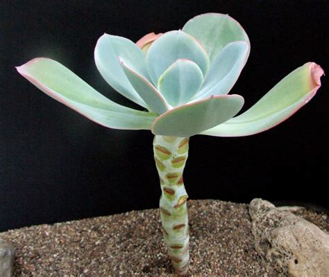 11 Most Popular Echeveria Types (With Pictures)- Succulents Network