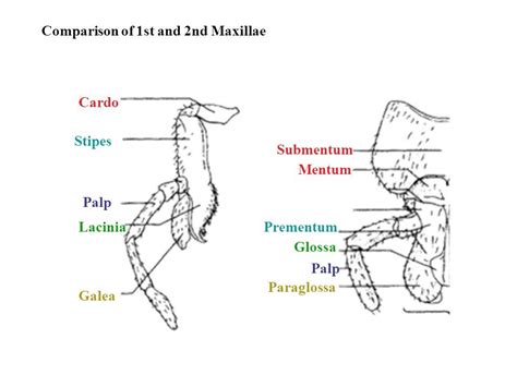 Mouth parts of grasshopper. Maxilla: Cardo, Stipe, Palp, Lacinia, galea ...