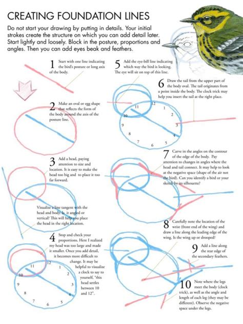 Drawing Birds Tutorial