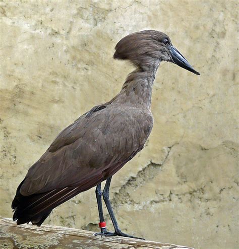 Hammerkop 2 - a photo on Flickriver