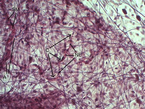 Areolar Capillary 40x | Histology