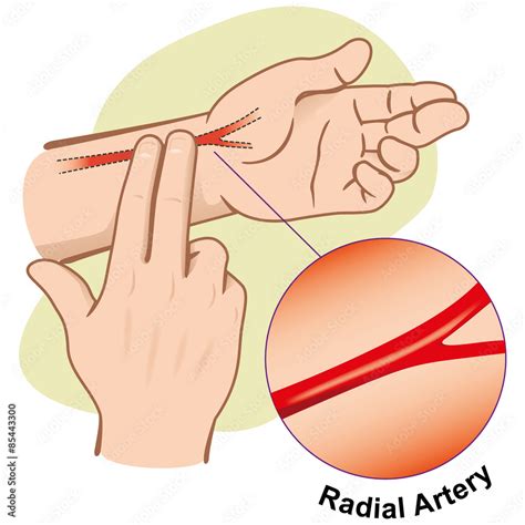 First Aid measuring pulse by Radial Artery Stock Illustration | Adobe Stock