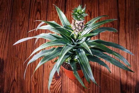 How to Grow Pineapples No Matter Where You Live