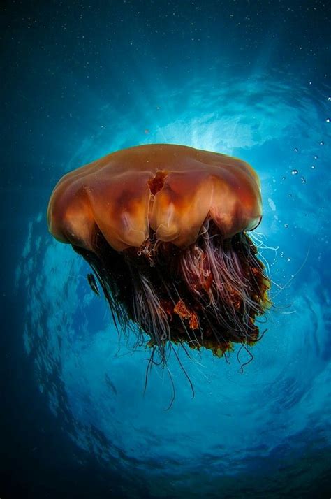 Pin by Melissa Considine on Jellyfish 4444 | Lion's mane jellyfish, Beautiful sea creatures ...