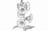 Hollyhock Flower Coloring Page Graphic By Forhadx5 · Creative Fabrica sketch template