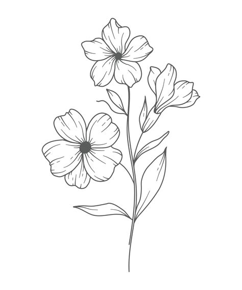 Primrose flower Line Art. Primrose outline Illustration. February Birth ...