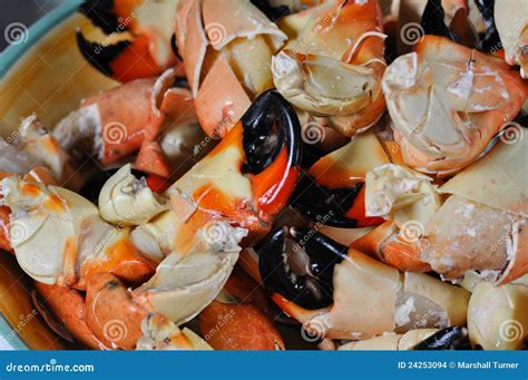 Stone Crab Claws stock photo. Image of crab, caribbean - 24253094