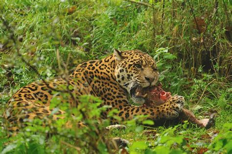 Jaguar Eating | Anne-Marie Kalus | Flickr