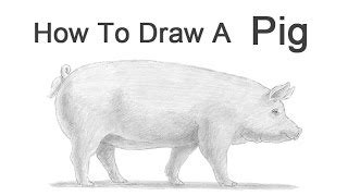 How To Draw A Realistic Pig - Plantforce21