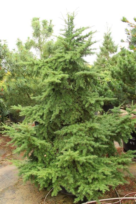 Tsuga mertensiana Mountain Hemlock | Conifer Kingdom