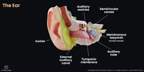 External Auditory Meatus Anatomy