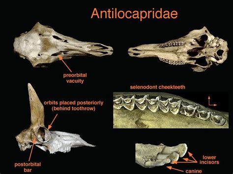 Antilocapridae - Alchetron, The Free Social Encyclopedia