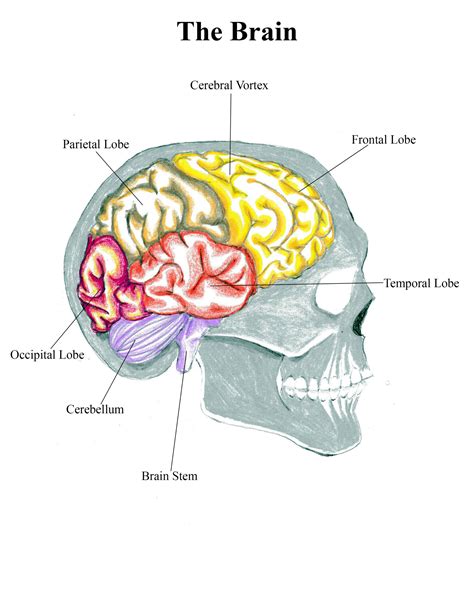 The Brain Lateral View Label | Art Sphere Inc.