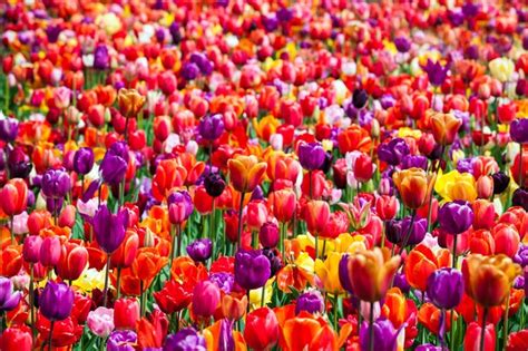 Premium Photo | Tulips in keukenhof park in amsterdam area, netherlands