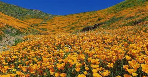 9 Magical Photos Of California’s Wildflower Super Bloom | HuffPost