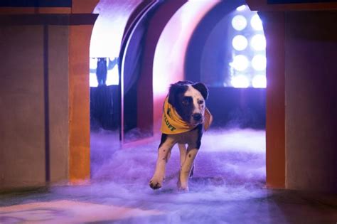 Puppy Bowl XIV MVP Gallery | Puppy Bowl | Animal Planet