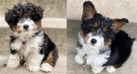 Meet the Corgipoo: The Adorable Canine Hybrid That's Captivating Dog Lovers Worldwide! - Rocky ...