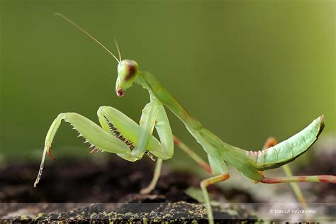 Giant Asian Mantis - Hierodula patellifera - Singapore Geographic