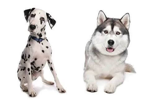 The Dalmatian Husky Mix - What Dog Owners Can Expect?