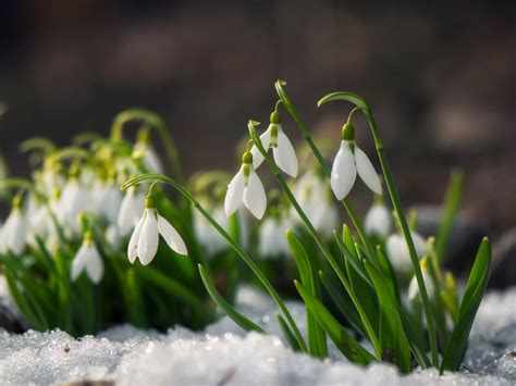 Snowdrop Flower Care: How To Grow This Early Spring Bloomer | Gardening Know How