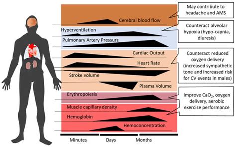 IJMS | Free Full-Text | Molecular Mechanisms of High-Altitude Acclimatization