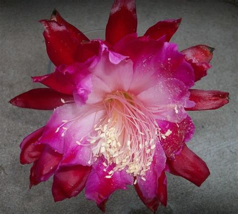 orchid cactus hybrid 'clown' | plantonehereu | Flickr