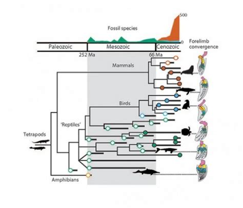 From fins to legs to fins again | Earth | EarthSky