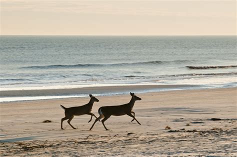 Guide to Kiawah Island Wildlife | Akers Ellis Real Estate & Rentals