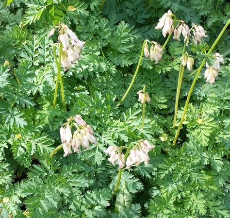 Dicentra formosa 'Langtrees' - Farmyard Nurseries