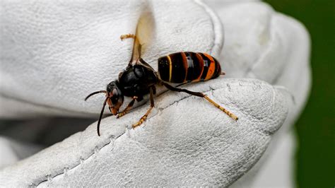 Invasive Yellow-Legged Hornet Spotted in the U.S. for the First Time ...