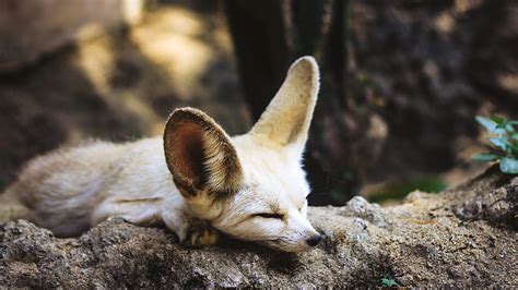 Fennec Fox, Desert Fox HD wallpaper | Pxfuel