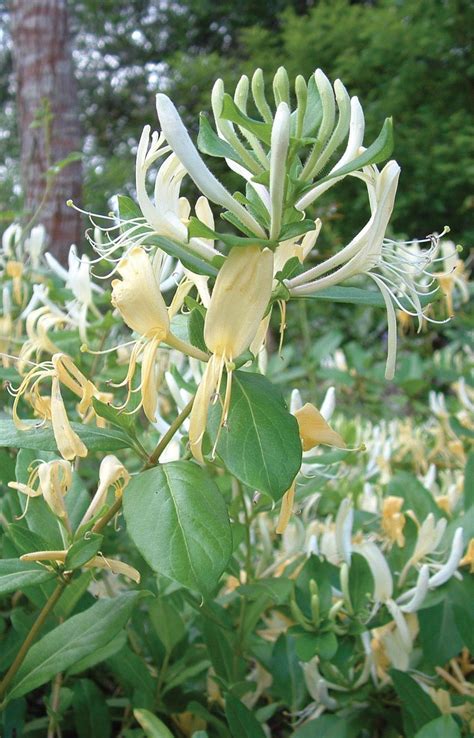 Lonicera japonica flower | Sydney Weeds Network