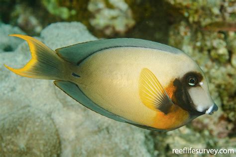 Acanthurus pyroferus - Mimic Surgeonfish | ReefLifeSurvey.com