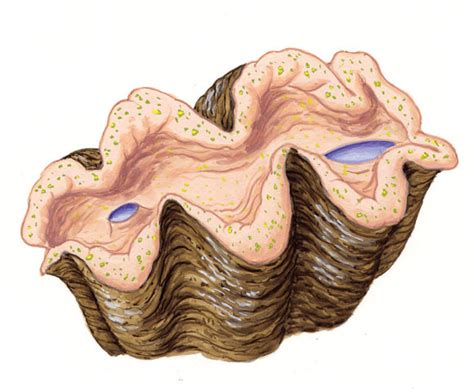 ADW: Tridacna gigas: INFORMATION