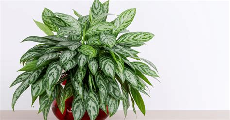 How to Grow and Care for Chinese Evergreen