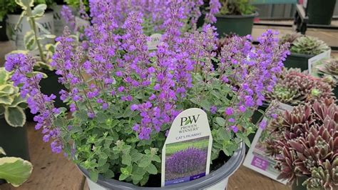 Nepeta 'Cat's Pajamas' (Catmint) // BEST,🌞 Earlier, Free Flowering, Very Compact New Catmint ...