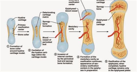 Honors Anatomy and Physiology: Bone Development and Growth