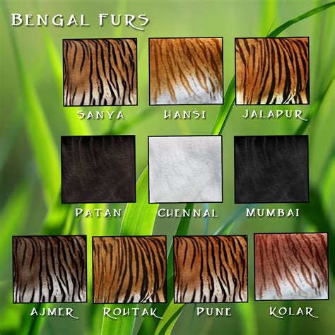 Big Cat Fur Types – WK – Wild Kajaera