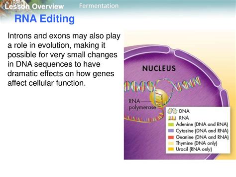 Lesson Overview 13.1 RNA Objectives: Contrast RNA and DNA. - ppt download