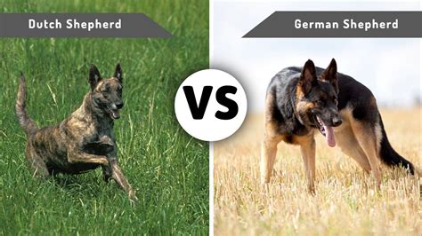 Dutch Shepherd vs. German Shepherd: A Comprehensive Comparison